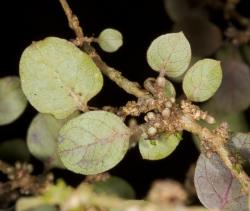 Image: Chris Morse © Landcare Research 2014 